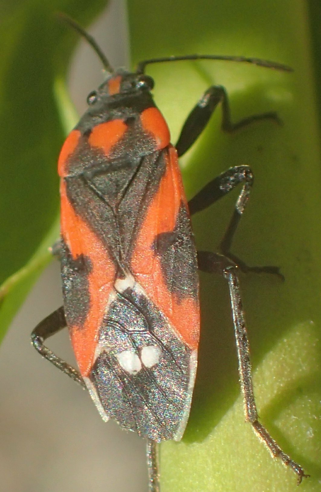 High Resolution Lygaeus kalmii Animal